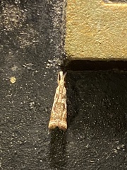 Microcrambus elegans