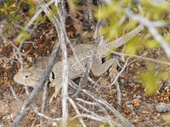Crotaphytus nebrius