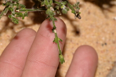 Cyanothamnus coerulescens spinescens