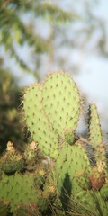 Opuntia oricola