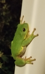 Hyla gratiosa