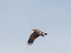 Aquila heliaca