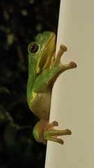 Hyla gratiosa
