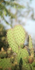 Opuntia oricola