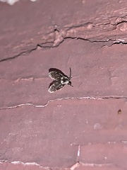 Lepiseodina conspicua