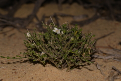 Cyanothamnus coerulescens spinescens