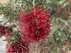 Kunzea baxteri