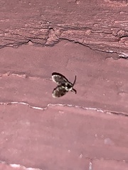 Lepiseodina conspicua