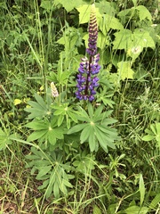 Lupinus polyphyllus