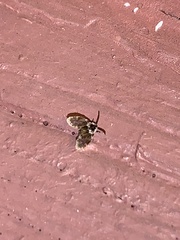 Lepiseodina conspicua