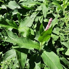 Persicaria amphibia