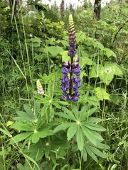 Lupinus polyphyllus