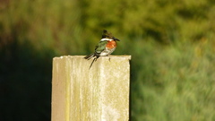 Chloroceryle americana