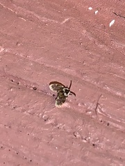 Lepiseodina conspicua