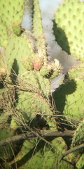 Opuntia oricola