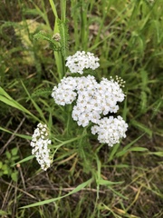 Achillea millefolium