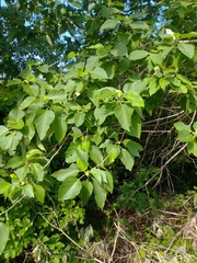 Cordia elaeagnoides
