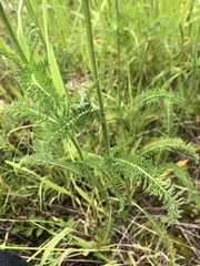 Achillea millefolium