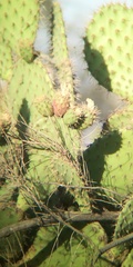 Opuntia oricola