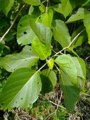 Cordia elaeagnoides