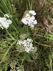 Achillea millefolium