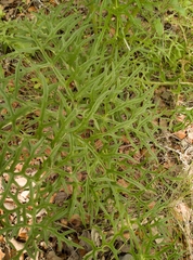 Psacalium cirsiifolium