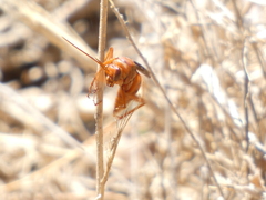Tachypompilus unicolor
