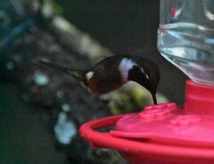 Philodice mitchellii