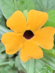 Thunbergia alata