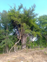 Sarcomphalus amole