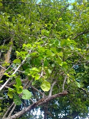 Sarcomphalus amole