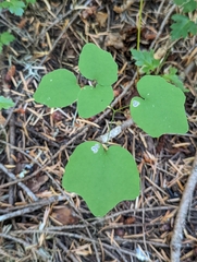 Vancouveria hexandra