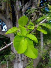 Sarcomphalus amole