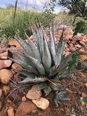 Agave shrevei