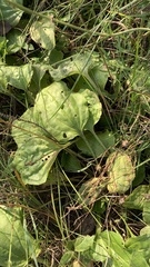 Plantago