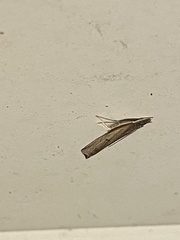 Parapediasia teterrellus