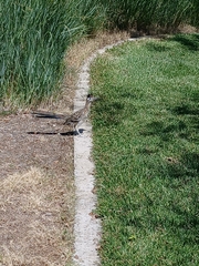 Geococcyx californianus