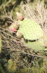 Opuntia oricola