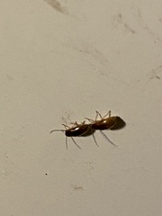 Ptilodactyla