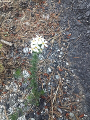 Leptosiphon nuttallii