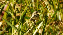 Sporophila caerulescens