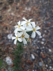 Leptosiphon nuttallii