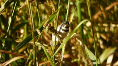 Sporophila caerulescens