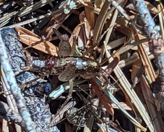 Pristoceuthophilus sargentae