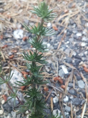 Leptosiphon nuttallii