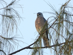 Accipiter badius
