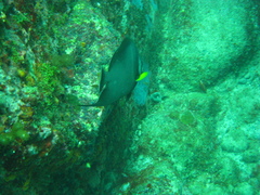 Pomacanthus arcuatus