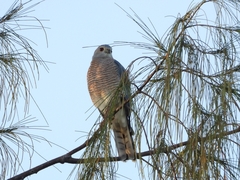 Accipiter badius