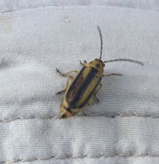 Trirhabda canadensis