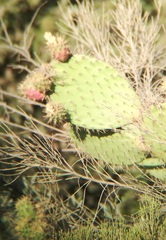 Opuntia oricola